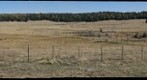 Elk Exclosure