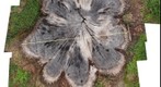 Detailed crossection of a live oak stump