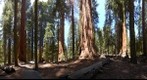 Giant Sequoia Grove, Sequoia National Park, California