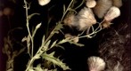Cirsium arvense / Canada Thistle in the Process of Desiccating