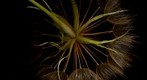 Tragopogon dubius / Western Salsify