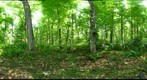 Algonquin Park - Oxtongue Cut site - 120722