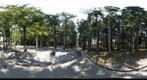 宮城県:宮城郡:松島町:瑞巌寺:杉並木(8/10)