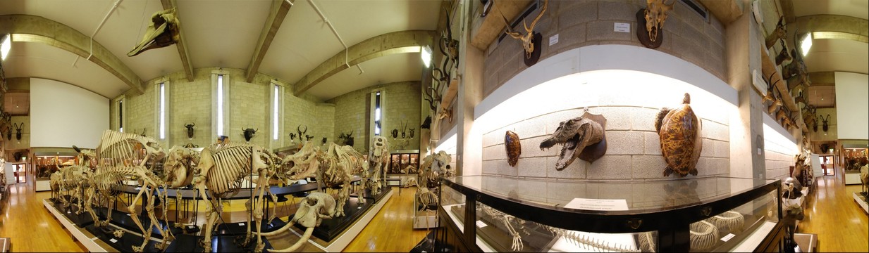 Bangor University Natural History Museum