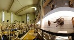 Bangor University Natural History Museum
