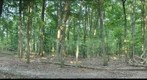 woods