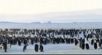 Emperor Penguins at Halley, Antarctica