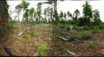 Algonquin Park - Brent Station - Cut site - 120717