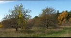 New England fall foliage and an abandoned apple orchard