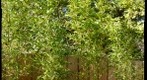 Green Temple Bamboo