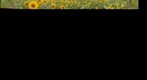 Sunflower Panorama2
