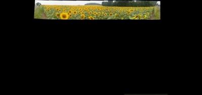 113572-400x189