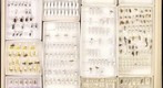 Various Hymenoptera test drawer