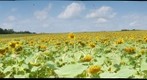 Sunflowers_1.2012_09_08