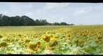Sunflowers_2