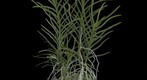 Award winning orchid: Vanda Tang-See Hang 