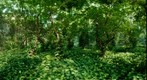 Small forest