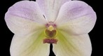 Award winning orchid bloom: Vanda Tang-See Hang