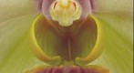 Award winning orchid bloom closeup: Vanda Tang-See Hang