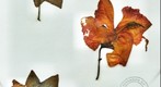 Kokia rockii herbarium sheet