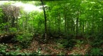 Algonquin Park - Brent Uncut site - 120717 