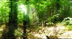 Algonquin Park - Achray Cut site - 120718 