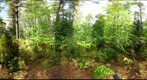Algonquin Park - Basin Depot Cut site - 120719 