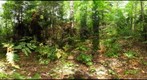 Algonquin Park - Basin Depot Uncut site - 120719 