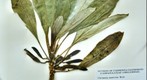 Clermontia montis-loa herbarium sheet