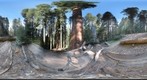Giant Sequoia, Lost Grove, Sequoia National Park, Califronia