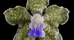 Vanda Orchid: tessellata 'Leopard' Bloom