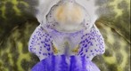 Vanda Orchid: tessellata 'Leopard'  Bloom Close-Up