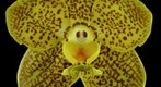 Exotic Orchid: Ascda Kirk-Hoo Yellow Dragon Bloom