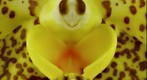 Exotic Orchid: Ascda Kirk-Hoo Yellow Dragon Bloom Close-Up