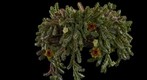 Exotic Succulent: Huernia Confusa