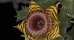 Exotic Succulent: Huernia Confusa Bloom