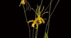 Exotic Orchid: Psycopsis (Pyp.) papilio var. alba 'Carmela'