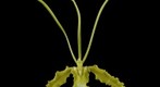 Exotic Orchid: Psycopsis (Pyp.) papilio var. alba 'Carmela' Bloom