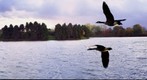 Chicago Botanic Gardens &amp; Canadian Geese