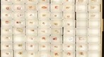 USNM Cynipidae Holotypes, species ACE-CH