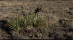 Macropan of Yucca plant  at the  Plains Conservation Center Aurora, Colorado