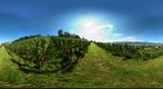 Vineyard in Küsnacht