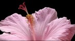 Panoramic Macro of Flower