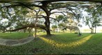Under Live Oak Tree, Craig Park, Tarpon Springs, Florida - Full Spherical Panorama