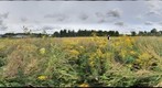 Field A focus on plants