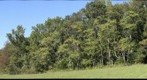 Sweet Briar first-year seminar tree panorama 1