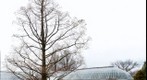 Tree, Phipps Conservatory
