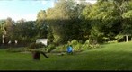 LEAFFEST Demo
