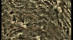 Bright and Dark Material on Vesta's Surface