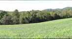 SBC first-year seminar tree panorama 2